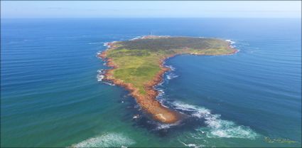 Gabo Island - VIC T (PBH3 00 34716)